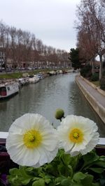Close-up of flowers against sky