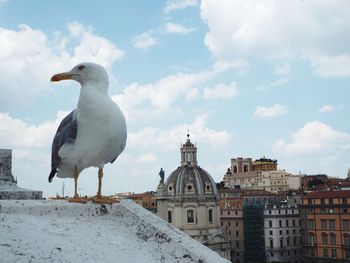 Seagull perching on a building