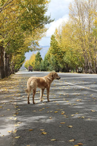 Dog walking on road by trees during autumn