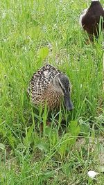 Duck on field