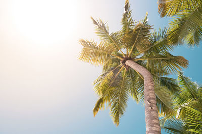 Low angle view of palm tree against clear sky