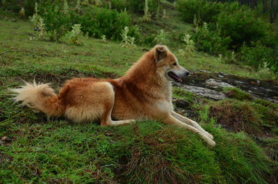 Brown dog looking forward image