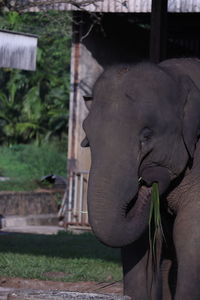 Close-up of elephant