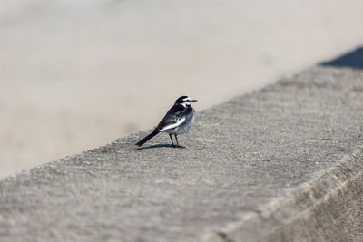 Close-up of bird perching