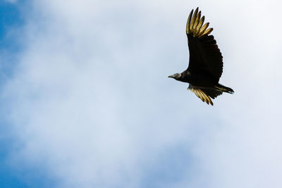 Low angle view of eagle flying in sky