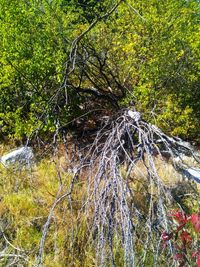 Close-up of tree growing in forest