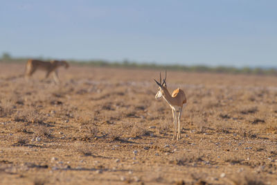 View of a bird on land