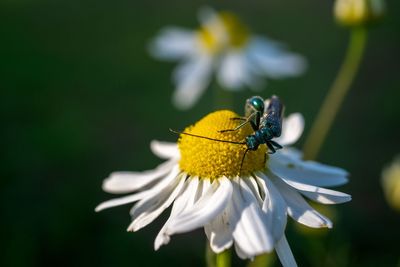 Close-up of butterfly pollinating on flower