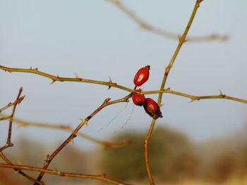 Close-up of red berries on twig