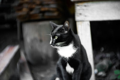 Close-up of a cat looking away