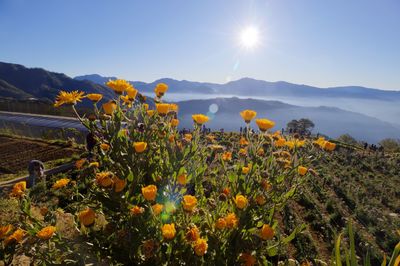 Yellow flowering plants on field against sky