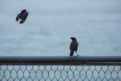 Bird perching on a fence against sky