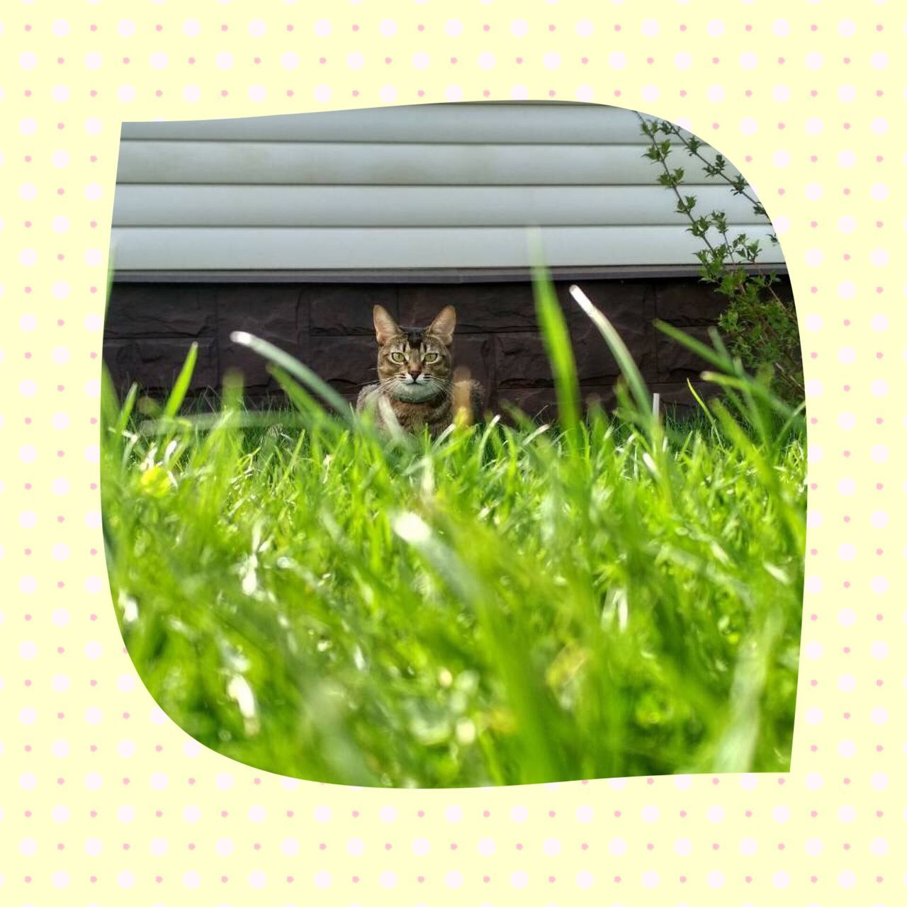 DIGITAL COMPOSITE IMAGE OF A CAT IN A GRASS