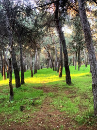 Trees in park