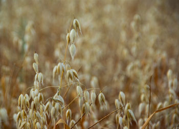 Close-up of crops on field