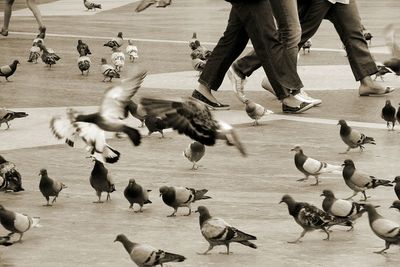 Low section of people walking by pigeon on street