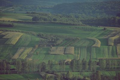 Scenic view of agricultural field