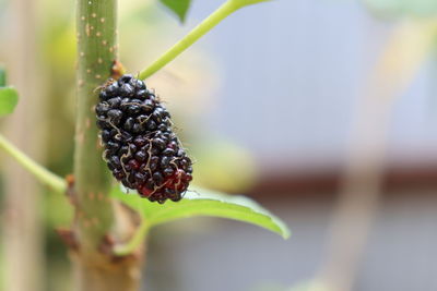 Close-up of blackberries growing on plant