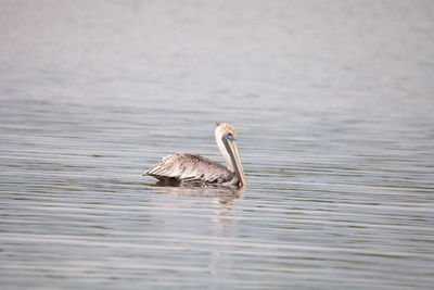 Duck swimming in lake