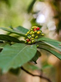 Close-up of plant