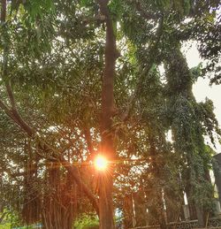 Low angle view of trees in forest