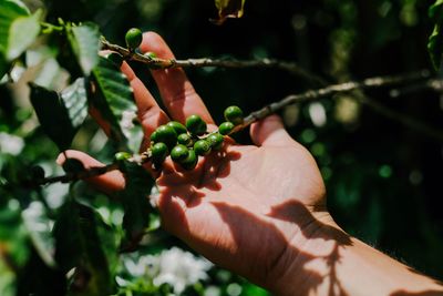 Cropped hand holding fruits growing on tree