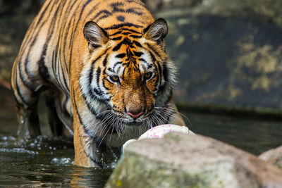 Extreme close-up of a cat drinking water