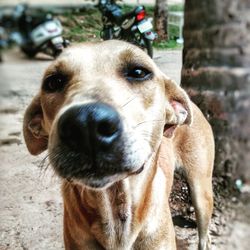 Close-up portrait of dog