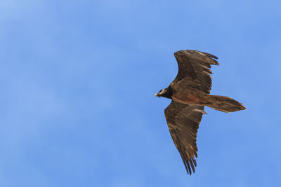 Low angle view of bird flying against clear blue sky