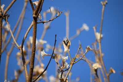 Low angle view of bird perching on branch against blue sky