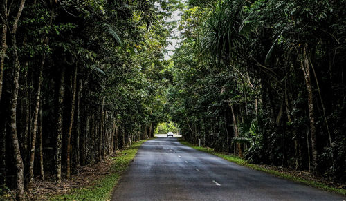 Road amidst trees in forest