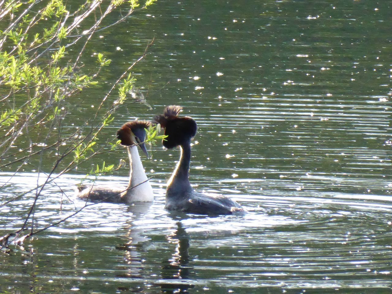 DUCKS SWIMMING ON LAKE