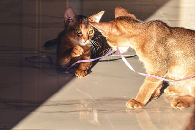 Abyssinian cats playing on floor at home