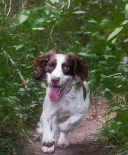 Portrait of english cocker spaniel running on field