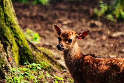 Portrait of a deer