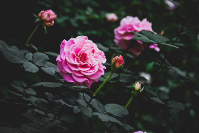 Close-up of pink rose