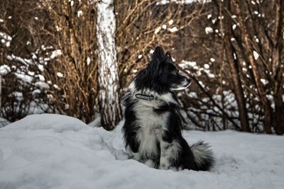 Dog sitting on snow covered land