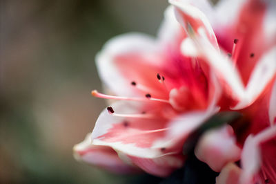 Close-up of pink flower blooming outdoors