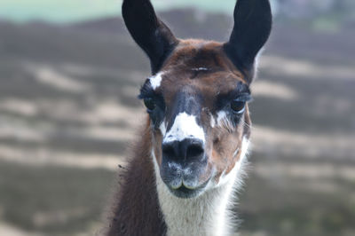 Close-up portrait of a llama 