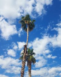 Low angle view of coconut palm tree against sky