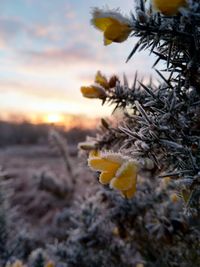 Close-up of frozen plant on field during sunset