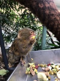 Close-up of squirrel eating fruit on tree