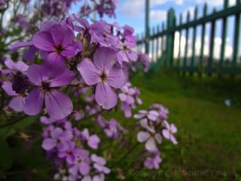 Close-up of pink flowering plants