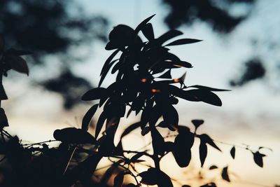 Low angle view of silhouette plant against sky