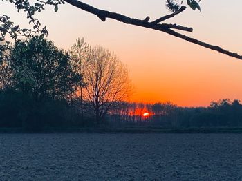 Silhouette trees on landscape against orange sky