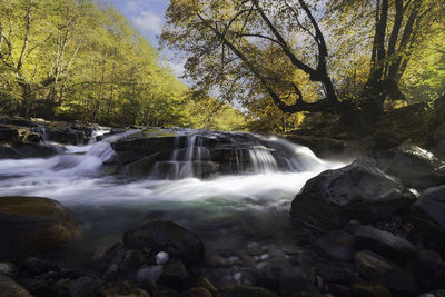 Scenic view of waterfall in forest