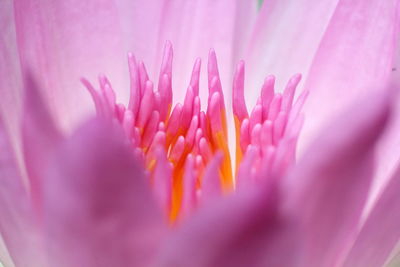 Full frame shot of pink flower