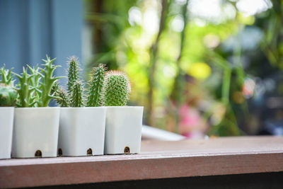 Close-up of succulent plant in yard