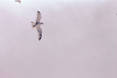 Bird flying against sky