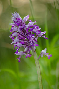 Close-up of purple flowers blooming outdoors